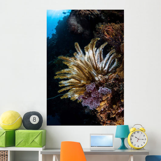 Colorful Crinoid Komodo National Wall Decal Design 3