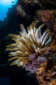 Colorful Crinoid Komodo National Wall Decal Design 3