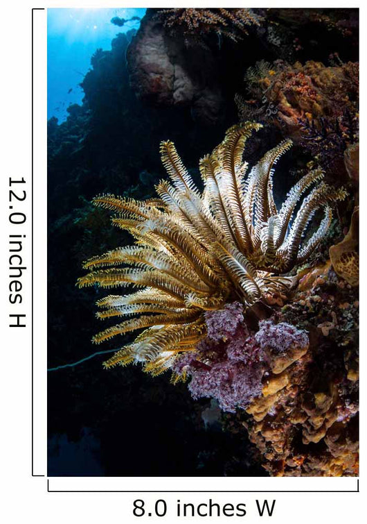 Colorful Crinoid Komodo National Wall Decal Design 3