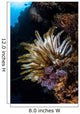 Colorful Crinoid Komodo National Wall Decal Design 3