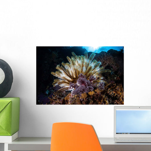 Colorful Crinoid Komodo National Wall Decal Design 2