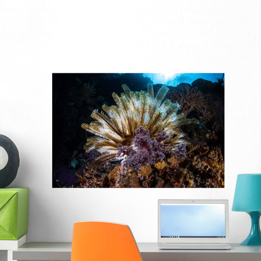 Colorful Crinoid Komodo National Wall Decal Design 2