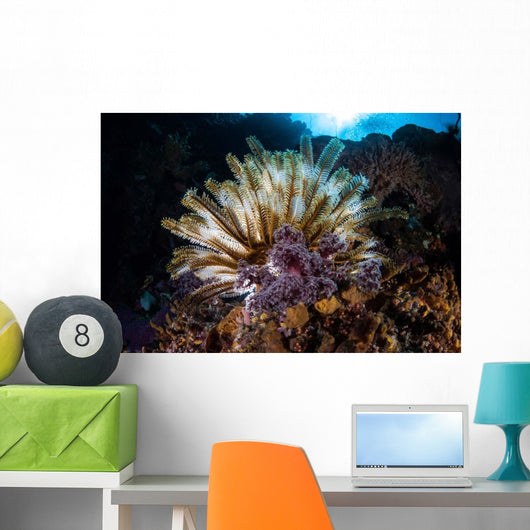 Colorful Crinoid Komodo National Wall Decal Design 2