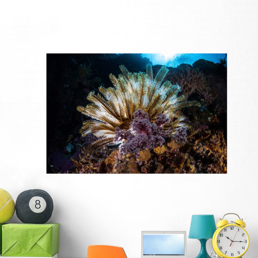 Colorful Crinoid Komodo National Wall Decal Design 2