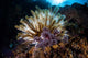Colorful Crinoid Komodo National Wall Decal Design 2