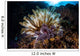 Colorful Crinoid Komodo National Wall Decal Design 2