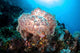 Beautiful Soft Coral Colony Wall Decal Design 3