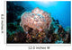 Beautiful Soft Coral Colony Wall Decal Design 3