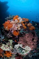 Soft Corals Sponges and Wall Decal Design 3