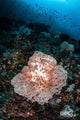 Beautiful Soft Coral Colony Wall Decal Design 2