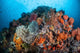 Soft Corals Sponges and Wall Decal Design 2