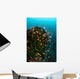 Colorful Reef Fish Wim Wall Decal
