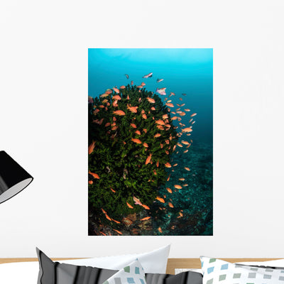 Colorful Reef Fish Wim Wall Decal shown on a wall