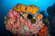 Soft Corals Sponges and Wall Decal Design 1