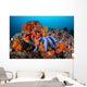 Beautiful Starfish Lays Thriving Wall Decal Design 2