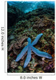 Blue Starfish Clings to Wall Decal Design 4