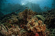 Beautiful Coral Reef Grows Wall Decal