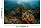Beautiful Coral Reef Grows Wall Decal