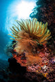 Colorful Crinoid Komodo National Wall Decal Design 1