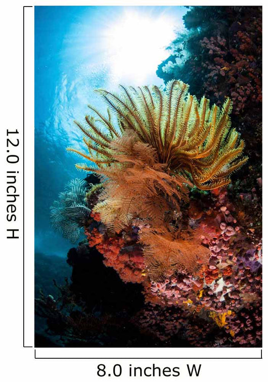 Colorful Crinoid Komodo National Wall Decal Design 1