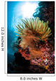 Colorful Crinoid Komodo National Wall Decal Design 1