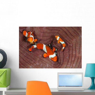False Clownfish Swimming around Wall Decal shown on a wall