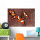 False Clownfish Swimming around Wall Decal