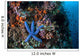 Blue Starfish Clings to Wall Decal Design 3