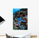 Blue Starfish Clings to Wall Decal Design 2