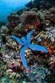 Blue Starfish Clings to Wall Decal Design 2