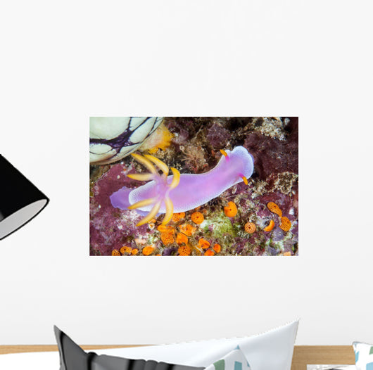 Beautiful Nudibranch Crawls Slowly Wall Decal