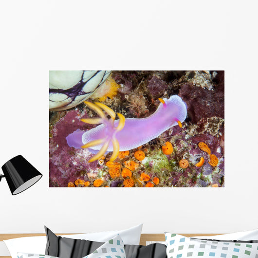 Beautiful Nudibranch Crawls Slowly Wall Decal