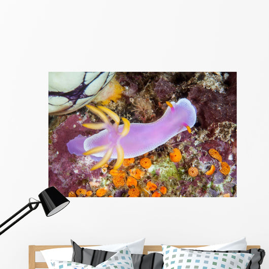 Beautiful Nudibranch Crawls Slowly Wall Decal