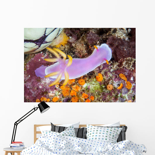 Beautiful Nudibranch Crawls Slowly Wall Decal