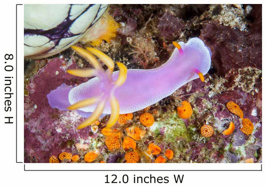 Beautiful Nudibranch Crawls Slowly Wall Decal
