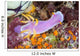 Beautiful Nudibranch Crawls Slowly Wall Decal