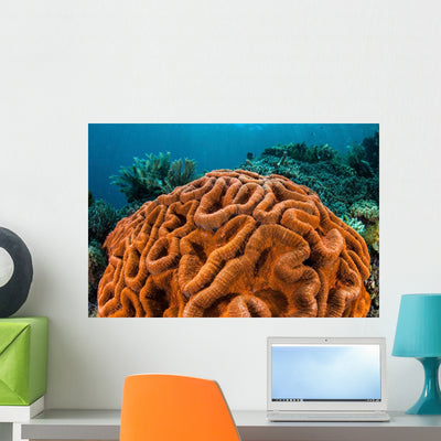 Brilliantly Colored Coral Colony Wall Decal shown on a wall
