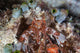 Mantis Shrimp Peers out Wall Decal