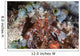 Mantis Shrimp Peers out Wall Decal