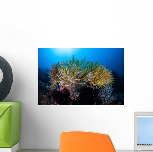 Colorful Crinoids Aggregate Healthy Wall Decal
