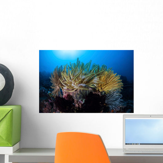 Colorful Crinoids Aggregate Healthy Wall Decal