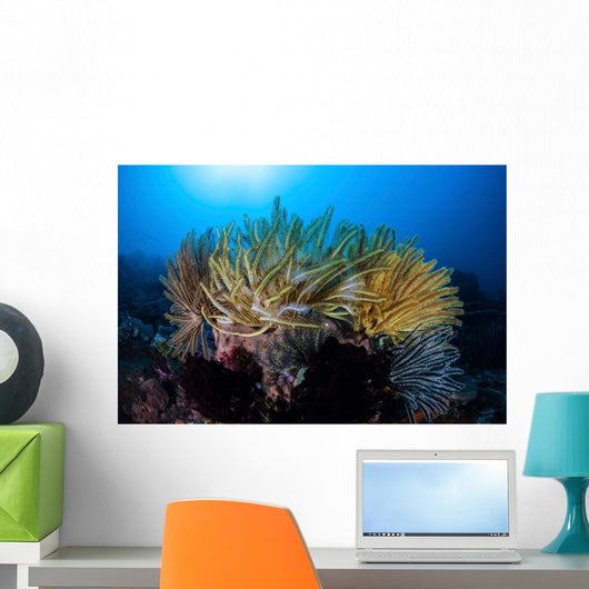 Colorful Crinoids Aggregate Healthy Wall Decal