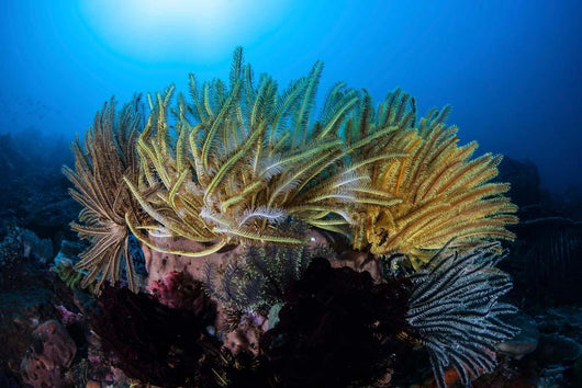 Colorful Crinoids Aggregate Healthy Wall Decal