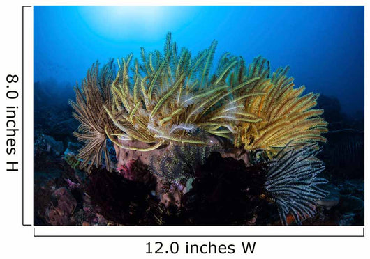 Colorful Crinoids Aggregate Healthy Wall Decal