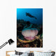 Diver Hovers above Magnificent Wall Decal Design 2
