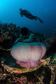 Diver Hovers above Magnificent Wall Decal Design 2
