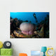 Diver Hovers above Magnificent Wall Decal Design 1