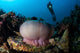 Diver Hovers above Magnificent Wall Decal Design 1