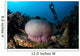 Diver Hovers above Magnificent Wall Decal Design 1