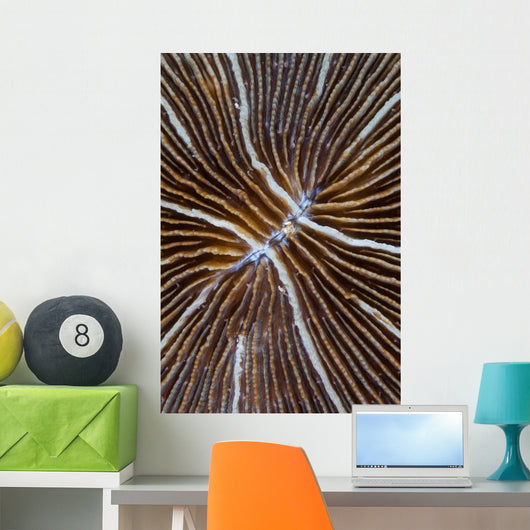 Detail Mushroom Coral Reef Wall Decal Design 1